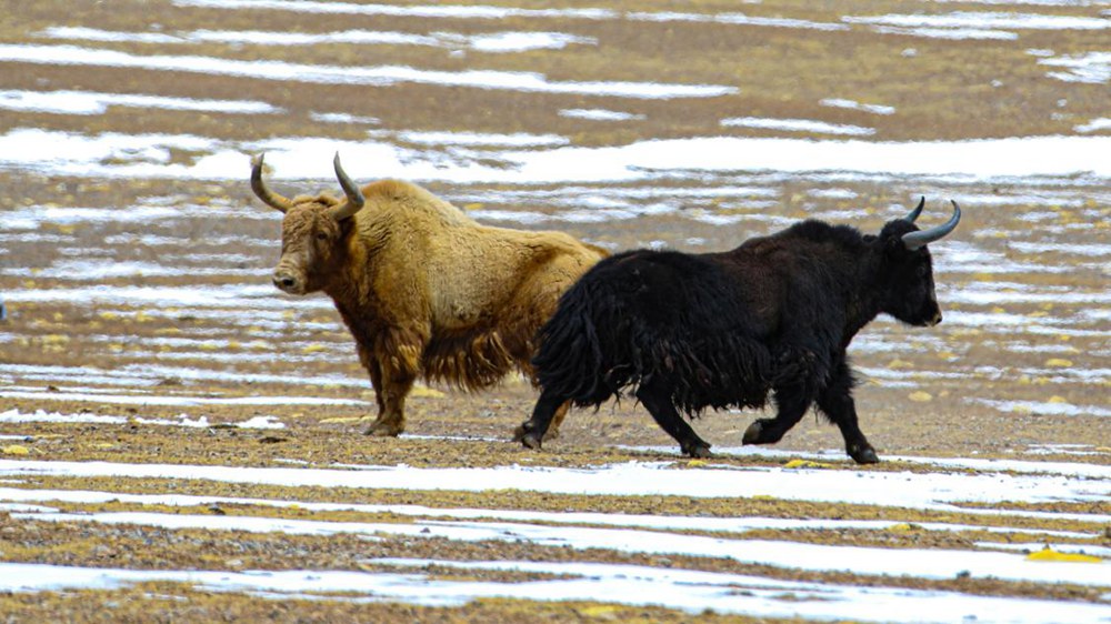 野牦牛。金阿次仁攝