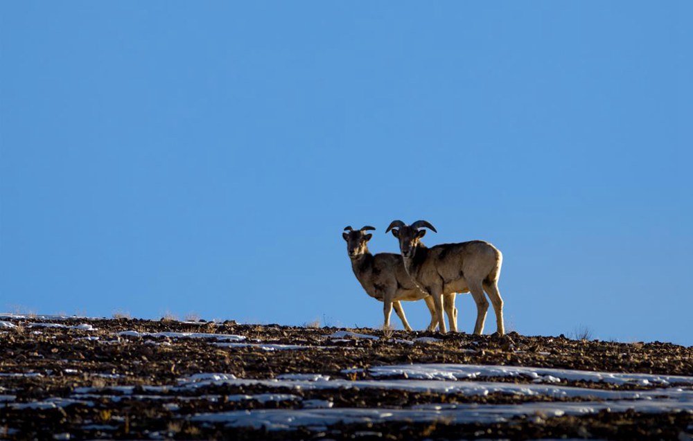 盤羊。金阿次仁攝