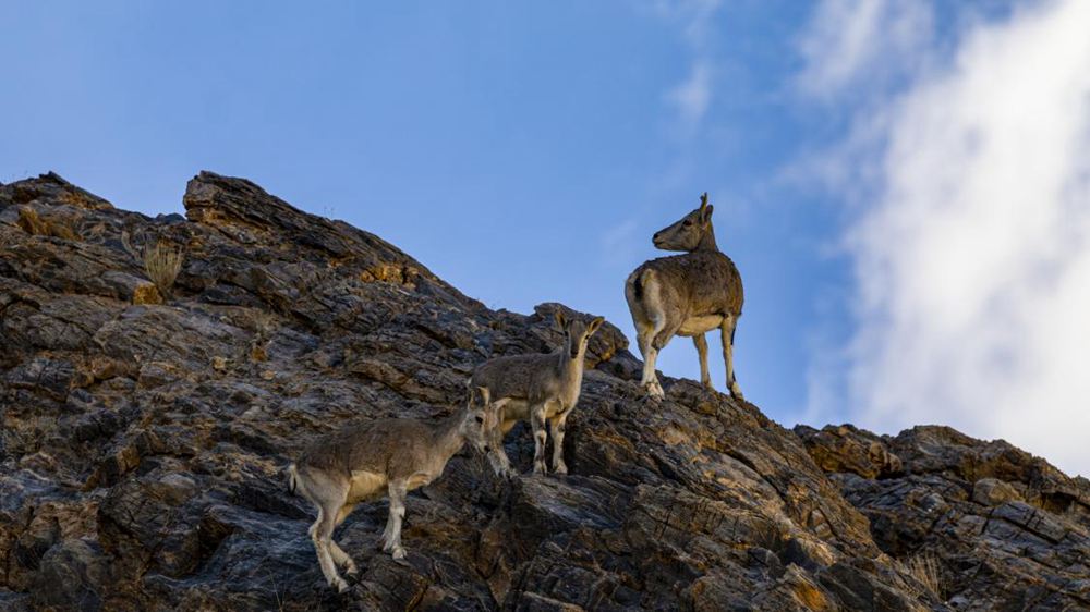 巖羊。金阿次仁攝