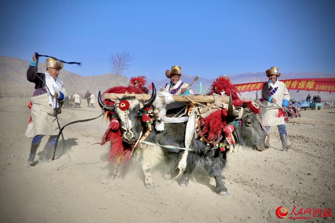 在過去漫長的歲月里，牦牛是農(nóng)耕的主力，“二牛抬杠”代表了一個(gè)時(shí)代。人民網(wǎng) 次仁羅布攝