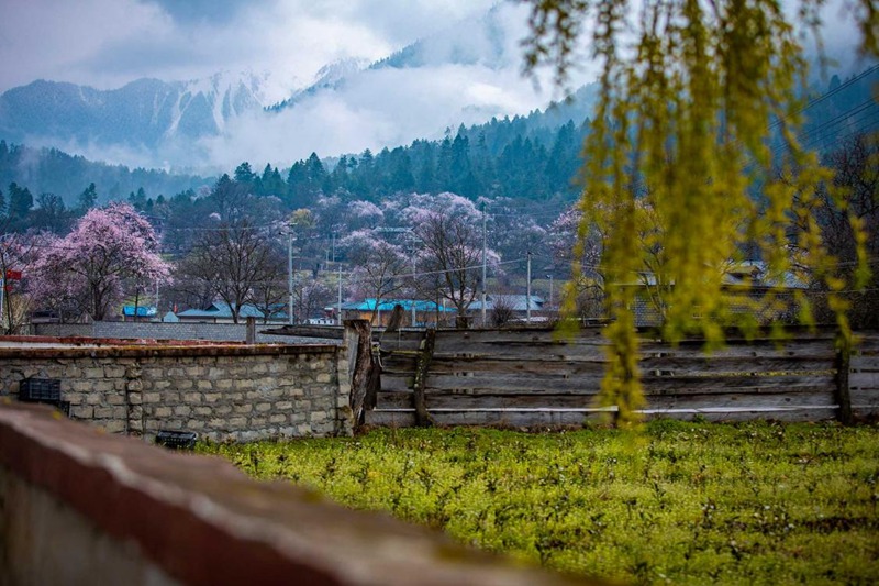 桃花深處的村莊。張靜攝