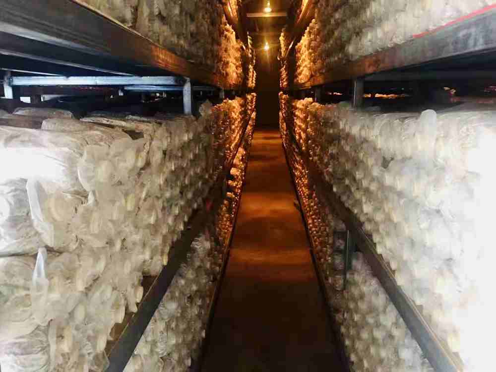 菌棒培育。索扎攝