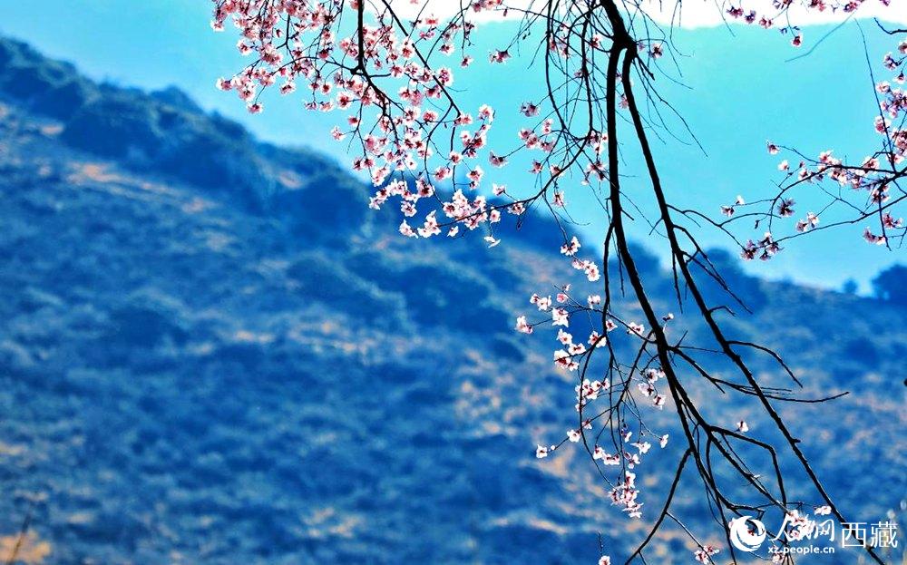 清麗的桃花。人民網(wǎng) 李海霞攝