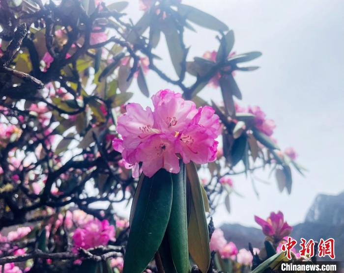 近日，西藏自治區(qū)山南市加查縣索囊溝的杜鵑花競相綻放?！∪轿木?攝