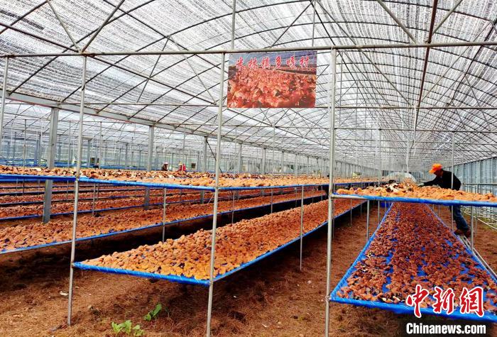 圖為紅太陽科技示范家庭農(nóng)場采收的靈芝?！∑酱胪喙﹫D