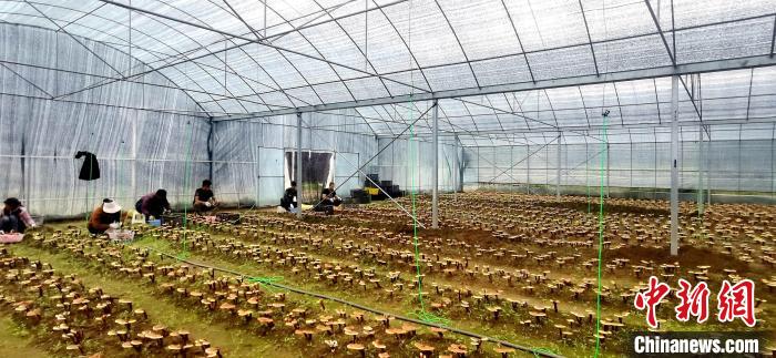 圖為紅太陽科技示范家庭農(nóng)場組織民眾采收靈芝?！∑酱胪喙﹫D