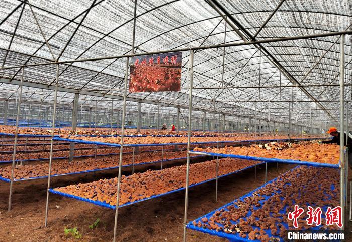 圖為紅太陽科技示范家庭農(nóng)場采收的靈芝?！∑酱胪喙﹫D