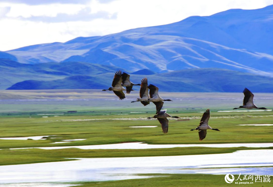 黑頸鶴在草原起舞。人民網(wǎng) 李海霞攝