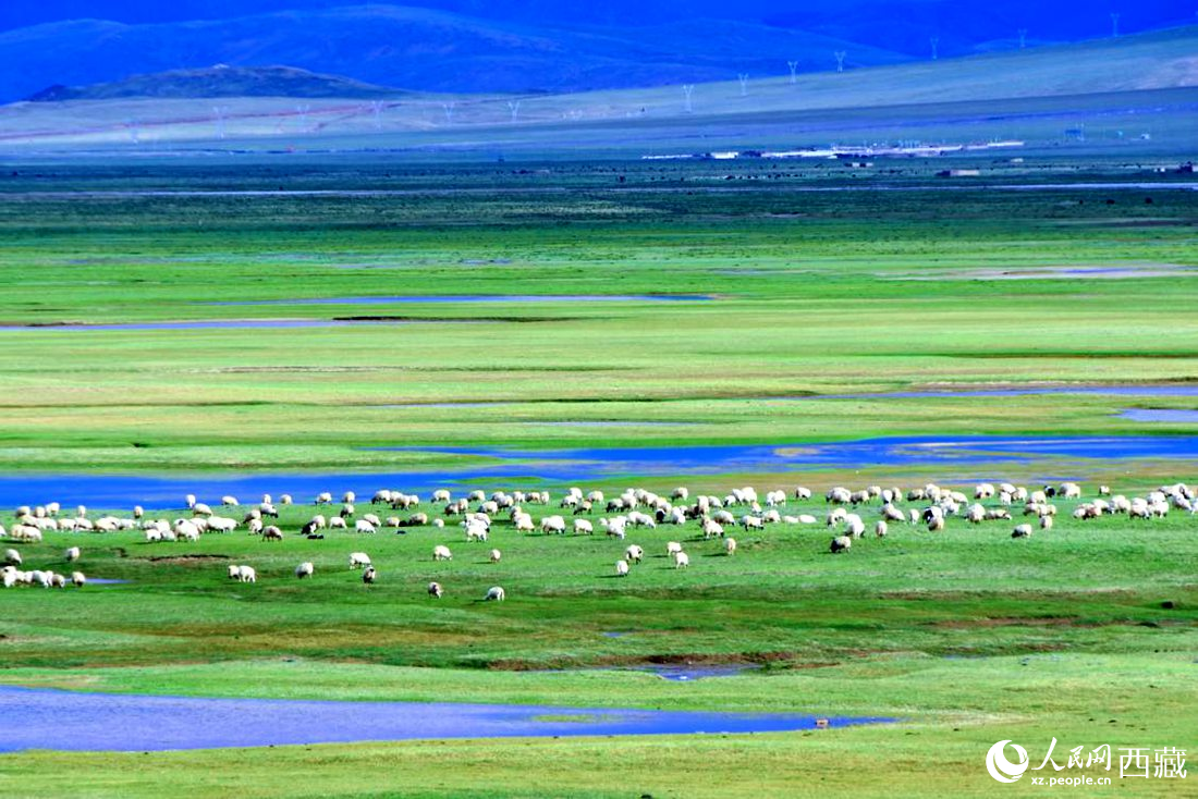 水草豐美的草原，牛羊悠閑覓食。人民網(wǎng) 李海霞攝