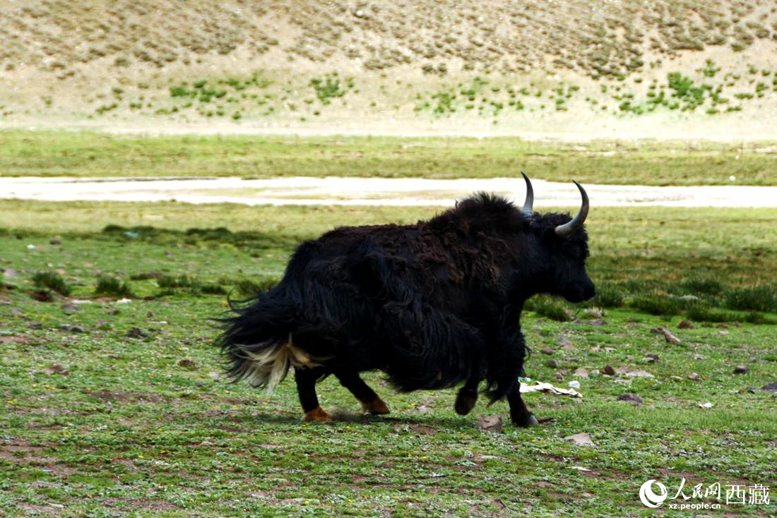 牦牛在草原撒歡兒。人民網(wǎng) 李海霞攝