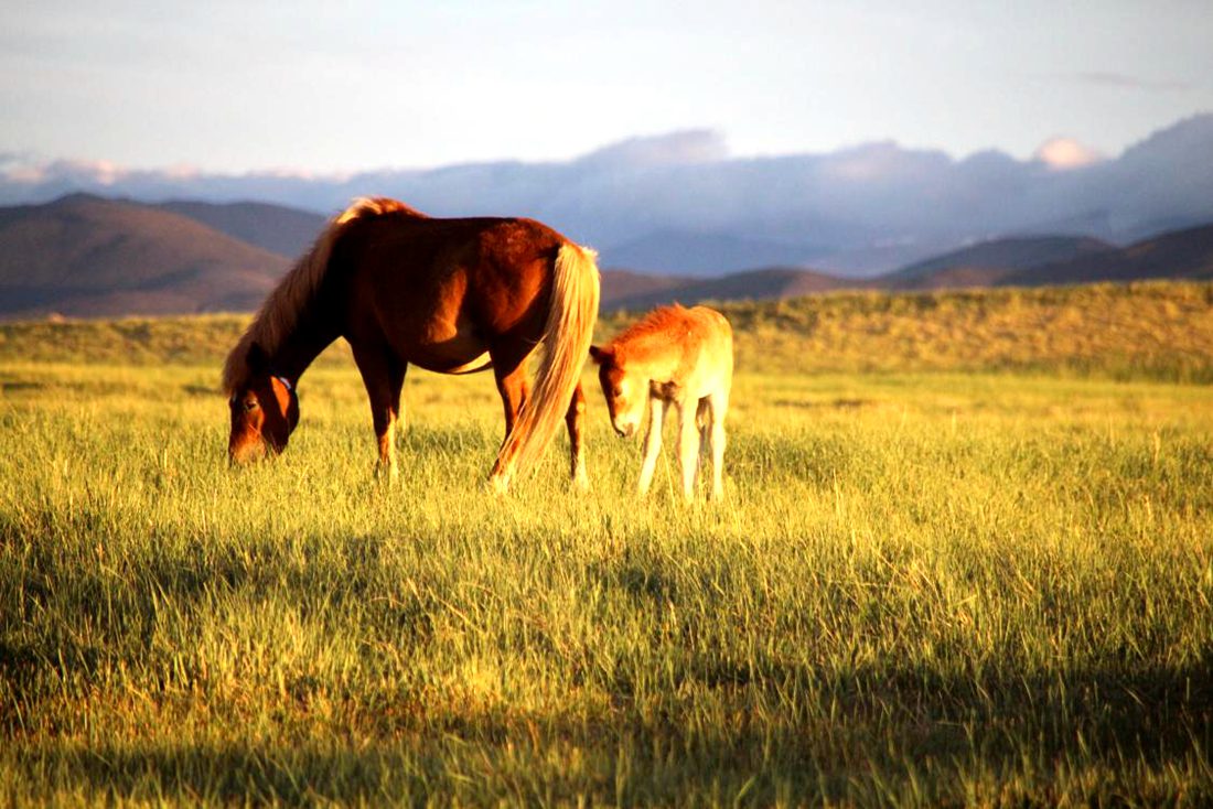 馬兒在草地上覓食。普布桑杰攝
