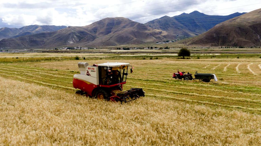 抗疫情、保秋收。洛克攝