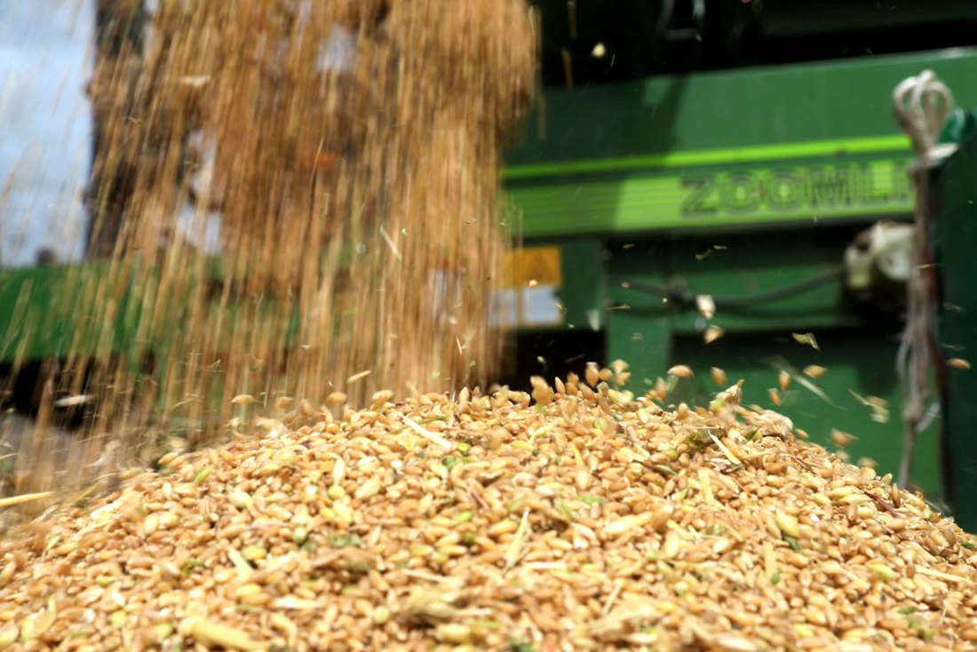 承載著希望的青稞，顆粒歸倉(cāng)。洛克攝