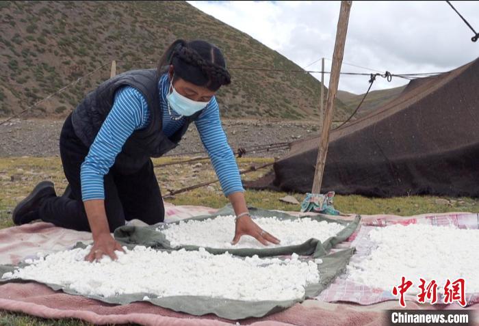 圖為牧民正在制作奶渣?！∪湛t文聯(lián)供圖