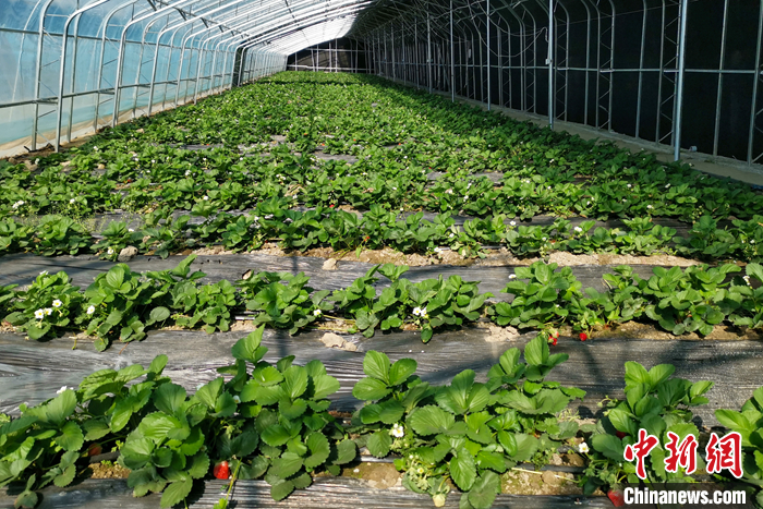 圖為10月21日，康馬縣薩馬達(dá)鄉(xiāng)高原溫室大棚內(nèi)的草莓長(zhǎng)勢(shì)良好。<a target='_blank' href='/'><p  align=