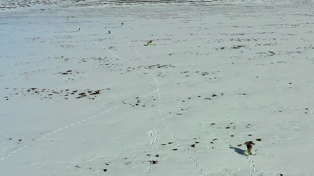 天地一色，狼群在雪地里不斷地向前奔跑。