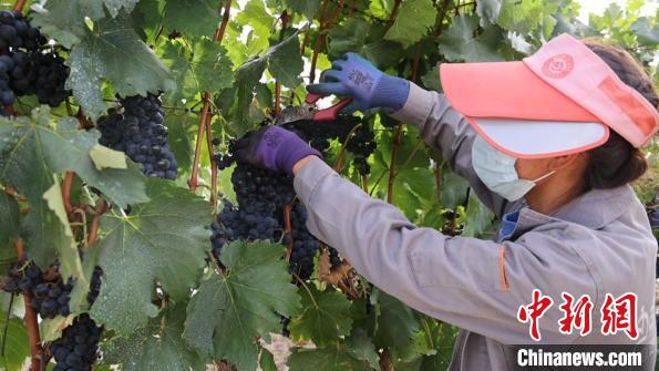 圖為當(dāng)?shù)卮迕癫烧咸??！∩侥仙Ｈ湛h委宣傳部提供