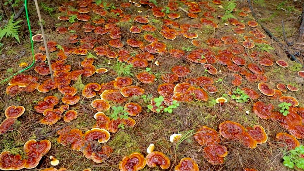 靈芝長(zhǎng)勢(shì)喜人。