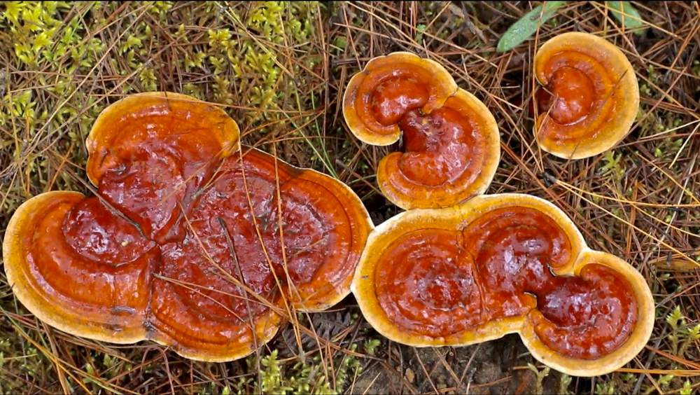破土而出的靈芝宛如一把把撐開的“小雨傘”。