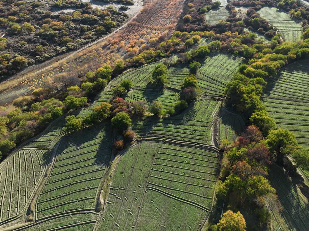 雅魯藏布江畔的高原梯田。