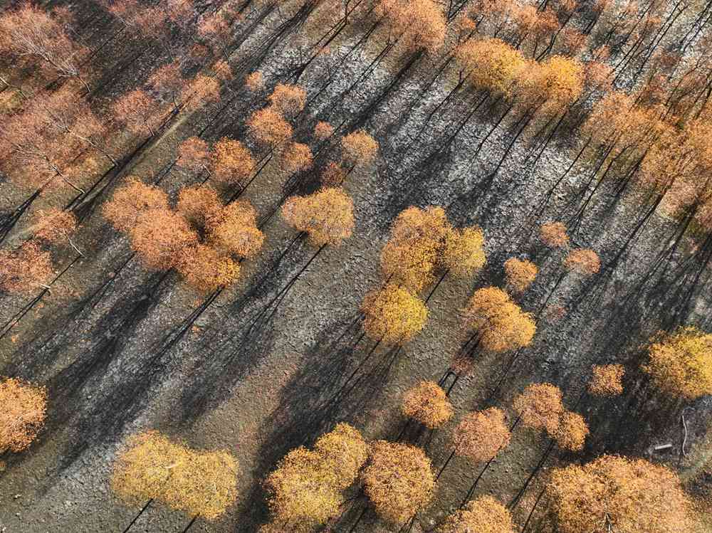 入冬時(shí)節(jié)，雅魯藏布江畔的樹(shù)林一片金黃。