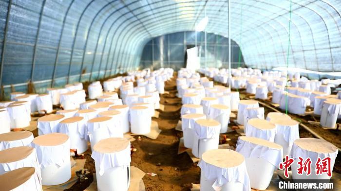 圖為靈芝套袋?！∴嚢?攝