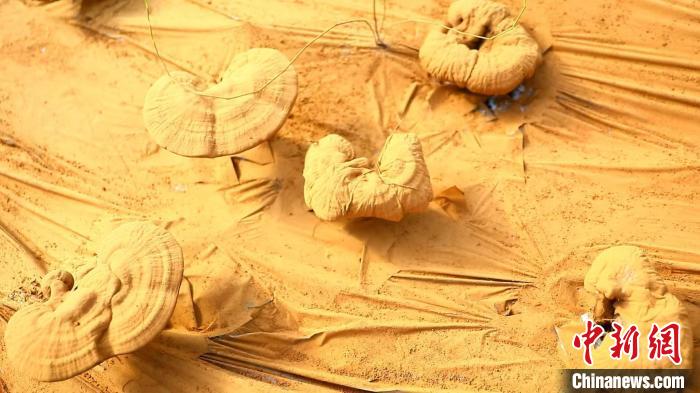 圖為靈芝基地內(nèi)孢子粉布滿塑料膜?！〉录?攝