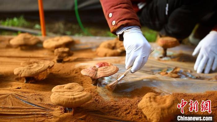 圖為農(nóng)民采收靈芝孢子粉?！〉录?攝