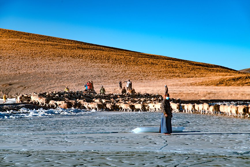 牧民趕著羊群，準(zhǔn)備通過冰面。 覃穎華攝