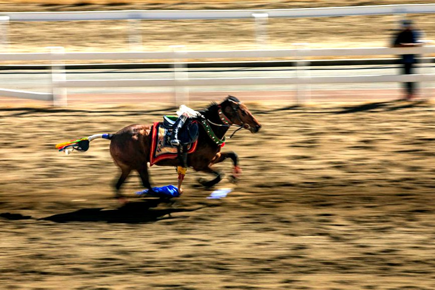 藏歷新年，精彩的馬術(shù)表演。張靜攝