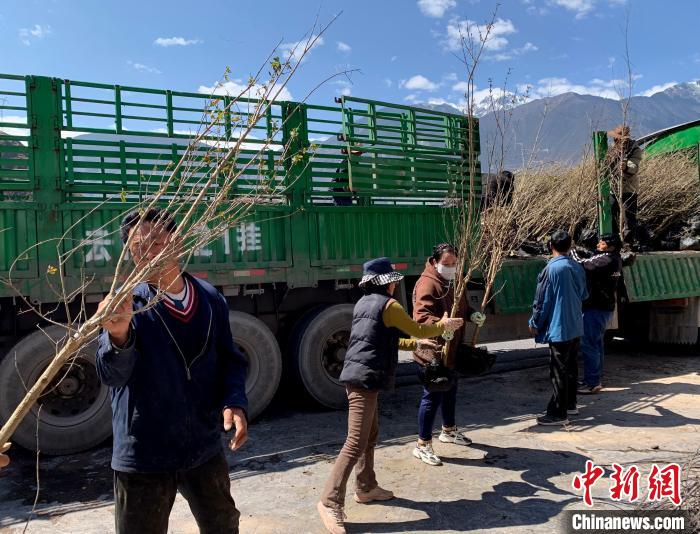 民眾搬運苗木。　昌都市芒康縣委宣傳部供圖