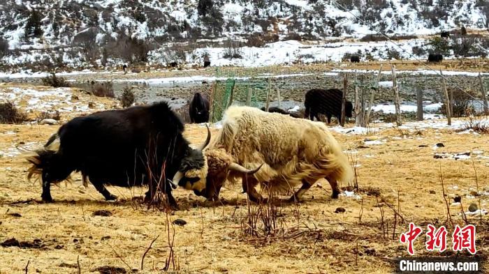 圖為角木那村生態(tài)散養(yǎng)的牦牛正在嬉戲。　巴桑曲扎 　攝