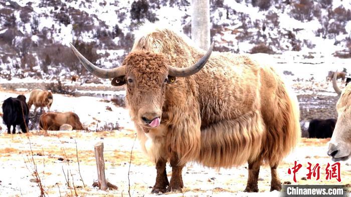圖為角木那村生態(tài)散養(yǎng)的牦牛?！“蜕Ｇ?　攝