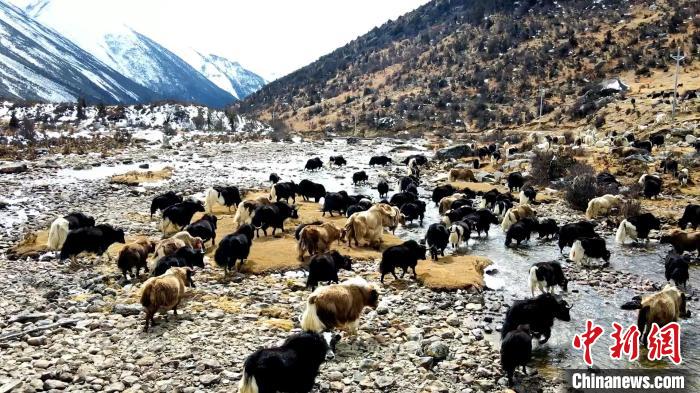 圖為角木那村生態(tài)散養(yǎng)的牦牛正在覓食。　洪若虹 攝