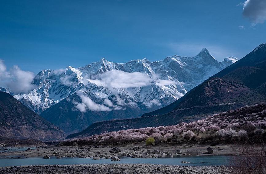 雪山下的桃花。張靜攝