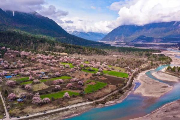 人間桃花源！林芝桃花有多絕？