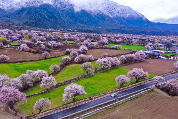人間桃花源！林芝桃花有多絕？