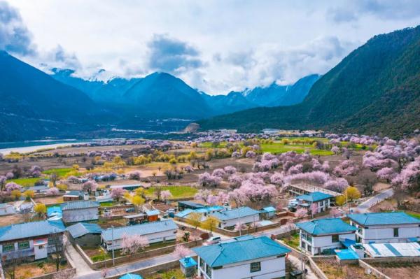 人間桃花源！林芝桃花有多絕？
