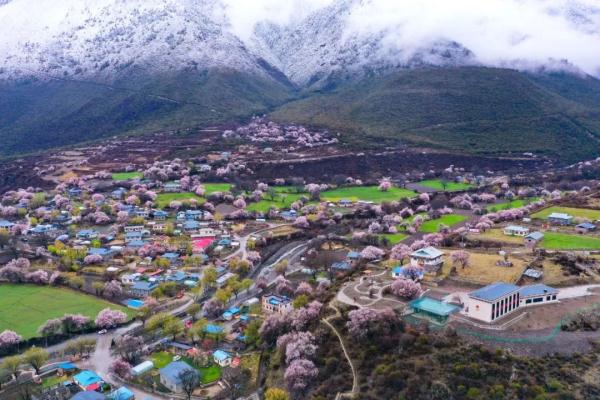 人間桃花源！林芝桃花有多絕？