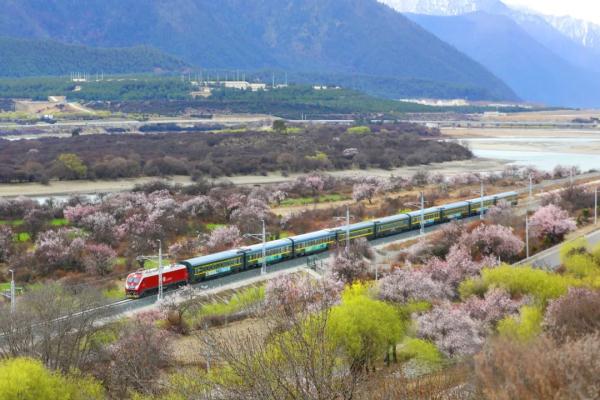 人間桃花源！林芝桃花有多絕？