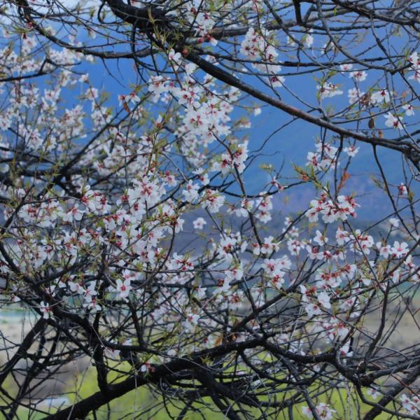 人間桃花源！林芝桃花有多絕？