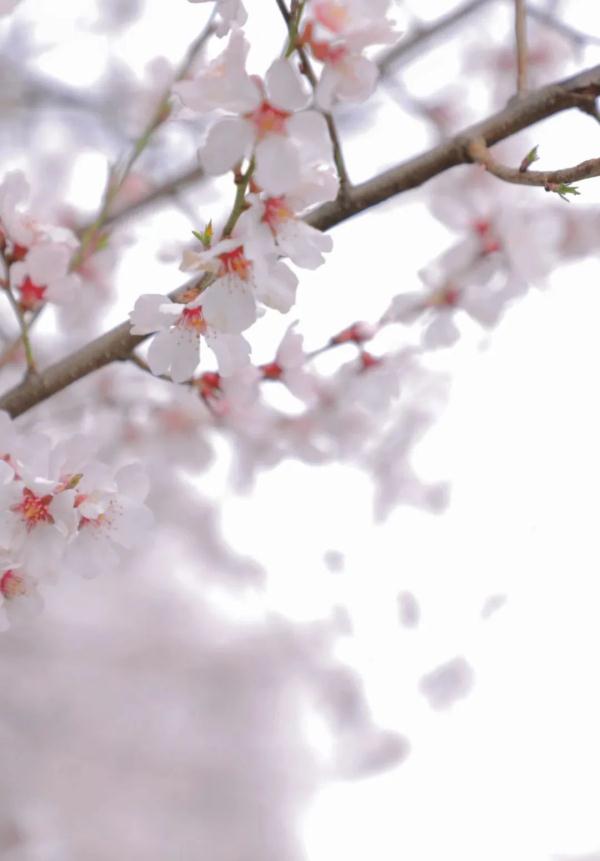 人間桃花源！林芝桃花有多絕？