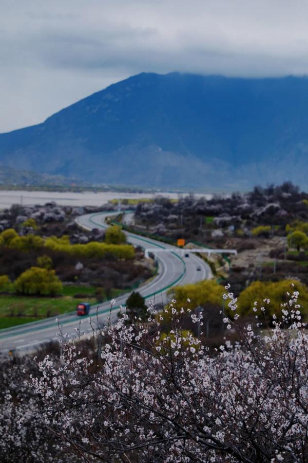 人間桃花源！林芝桃花有多絕？