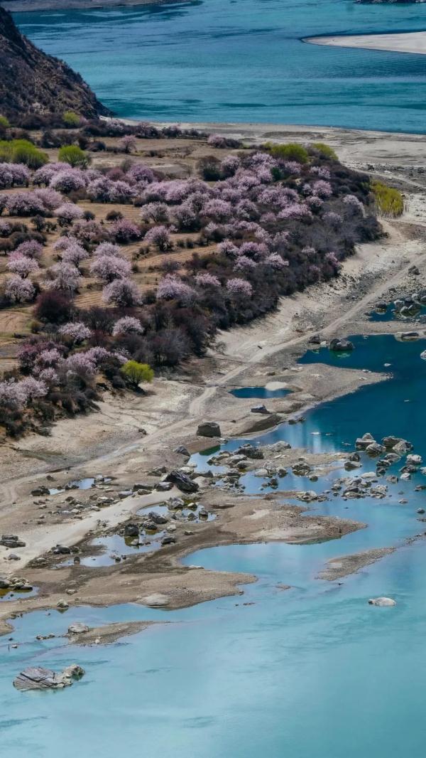 人間桃花源！林芝桃花有多絕？