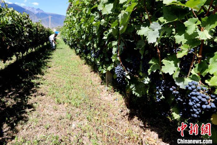 昌都芒康縣依托“兩江流域”干熱河谷地帶地理優(yōu)勢(shì)將康巴蜜橘、蘋果、甜石榴、葡萄、蜜桃等經(jīng)濟(jì)林木種植?！〔际忻⒖悼h委宣傳部供圖