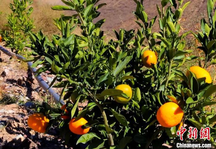 昌都芒康縣依托“兩江流域”干熱河谷地帶地理優(yōu)勢(shì)將康巴蜜橘、蘋果、甜石榴、葡萄、蜜桃等經(jīng)濟(jì)林木種植。　昌都市芒康縣委宣傳部供圖