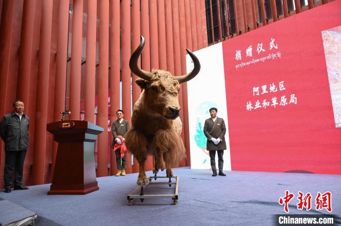 圖為阿里地區(qū)林草局捐贈的金絲野牦牛標本?！≮w朗 攝