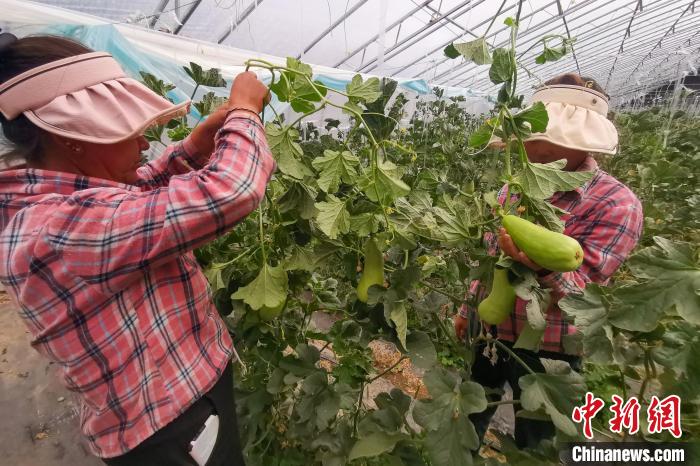 工作人員打理高原溫室大棚?！⒔ㄜ?攝