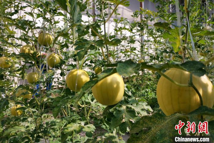 圖為康馬縣大棚內(nèi)的金太陽西瓜?！⒔ㄜ?攝