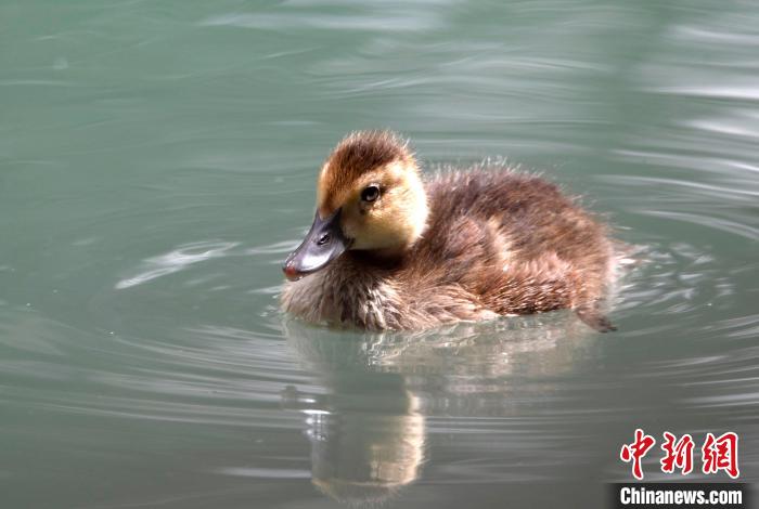 圖為6月22日，棲息在拉魯濕地的白眼潛鴨。　李林 攝